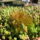 hvordan-vedlikeholde-sedum