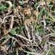hvordan-vedlikeholde-sedum