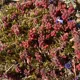 hvordan-vedlikeholde-sedum