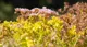 hvordan-vedlikeholde-sedum
