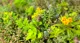 hvordan-vedlikeholde-sedum