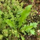 hvordan-vedlikeholde-sedum