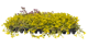 sedumtak